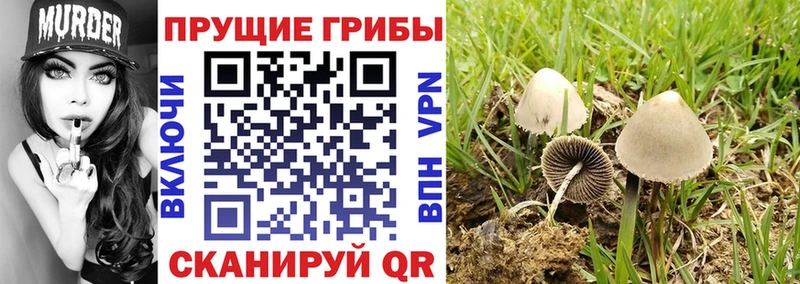 Псилоцибиновые грибы Magic Shrooms  купить  сайты  darknet телеграм  Алексин 
